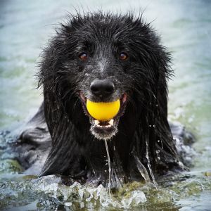 Smiling dog in water with a yellow ball .jpg